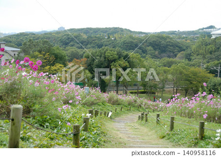 Cosmos flower garden and wooded hillside area Cosmos flower garden and wooded hillside area 140958116