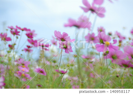 A landscape of pink cosmos fields against a blue sky. A landscape of pink cosmos fields against a blue sky. 140958117
