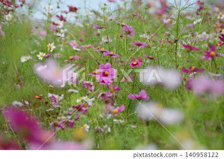 A cluster of pink and white cosmos flowers A cluster of pink and white cosmos flowers 140958122