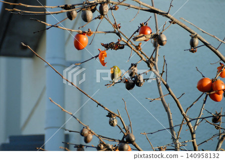 A wild bird perched on a persimmon branch and autumn fruits. A wild bird perched on a persimmon branch and autumn fruits. 140958132