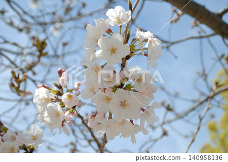 White cherry blossoms and blue sky White cherry blossoms and blue sky 140958136