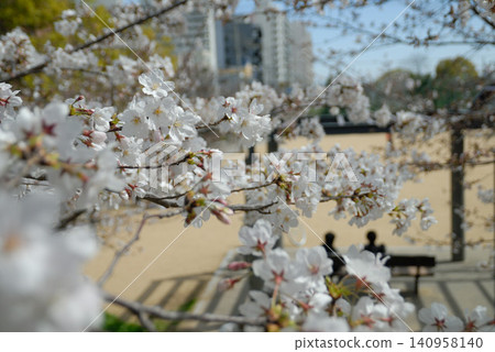 城市公園裡的高樓大廈和白色的櫻花 城市公園裡的高樓大廈和白色的櫻花 140958140
