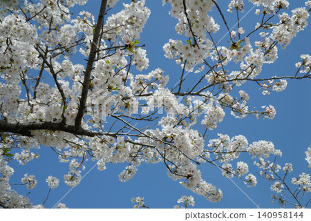 Clusters of white cherry blossoms in full bloom against a blue sky Clusters of white cherry blossoms in full bloom against a blue sky 140958144