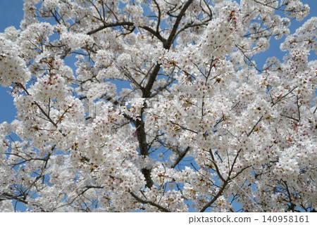Trees with white flower clusters and a blue sky Trees with white flower clusters and a blue sky 140958161