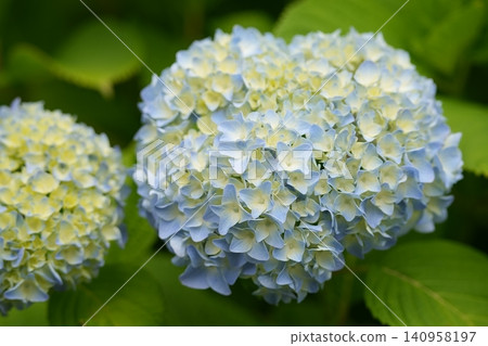 Light-colored hydrangea Light-colored hydrangea 140958197