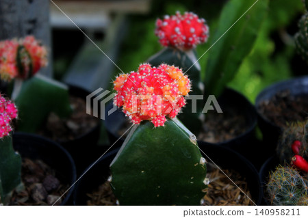 Small grafted red-green moon cactus growing in a black pot Small grafted red-green moon cactus growing in a black pot 140958211