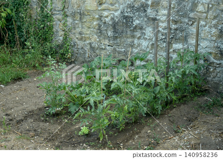 Private vegetable garden with staked tomato plants, green lettuce rows, flowering zucchini plants and cherry tomato plant in bloom 140958236
