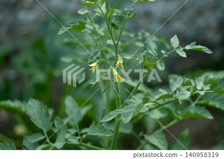 Closeup of yellow tomato flowers blooming on healthy tomato plants in a vegetable garden. Fresh organic cultivation with green foliage and natural outdoor environment Closeup of yellow tomato flowers blooming on healthy tomato plants in a vegetable garden. Fresh organic cultivation with green foliage and natural outdoor environment 140958319