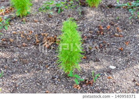 Young kochia leaves peeking out from the soil Young kochia leaves peeking out from the soil 140958371