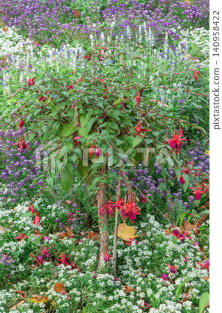 Spring garden blooms with colorful flowers Spring garden blooms with colorful flowers 140958422