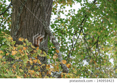 Squirrel climbs tree in autumn leaves during day 140958423