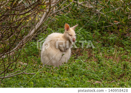 Rare White Wallaby on Bruny Island, Tasmania, Australia Rare White Wallaby on Bruny Island, Tasmania, Australia 140958428