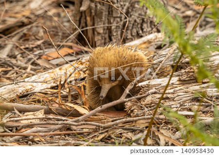 An Echidna on the ground walking towards the camera in Tasmania, Australia An Echidna on the ground walking towards the camera in Tasmania, Australia 140958430