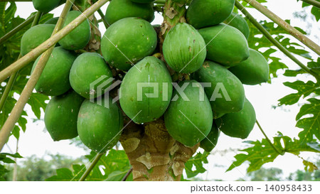 papaya on the tree 140958433