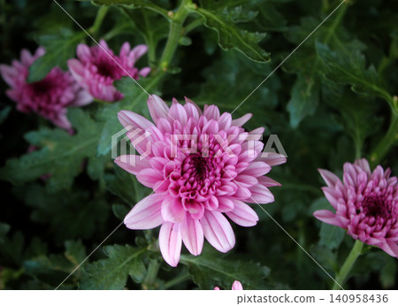 pink gerbera flower in garden pink gerbera flower in garden 140958436