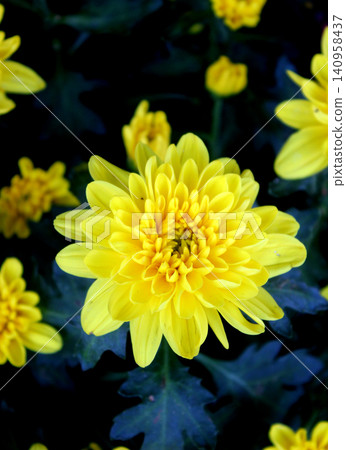 yellow chrysanthemum flower in the garden yellow chrysanthemum flower in the garden 140958437