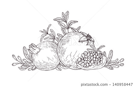 Pomegranate sketch with organic leaves and seeds. Ripe fruits botanical illustration set in line art style. Summer harvest for culinary ingredient, healthy lifestyle and food industry. Pomegranate sketch with organic leaves and seeds. Ripe fruits botanical illustration set in line art style. Summer harvest for culinary ingredient, healthy lifestyle and food industry. 140958447