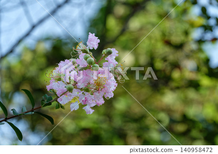 The pink crape myrtle blossoms shine in the summer sunlight filtering through the trees. The pink crape myrtle blossoms shine in the summer sunlight filtering through the trees. 140958472