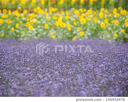 Early summer in Tambara Plateau, adorned with lavender fields and sunflowers. Early summer in Tambara Plateau, adorned with lavender fields and sunflowers. 140958476