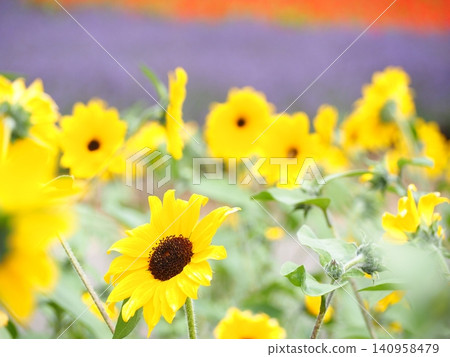 A close-up of sunflowers blooming against a backdrop of a lavender field. A close-up of sunflowers blooming against a backdrop of a lavender field. 140958479