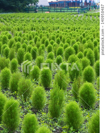 A cluster of green kochia plants lined up in a row. A cluster of green kochia plants lined up in a row. 140958487
