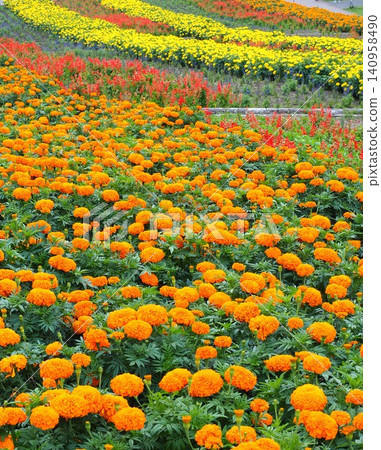 Marigold flower fields on Tambara Plateau Marigold flower fields on Tambara Plateau 140958490