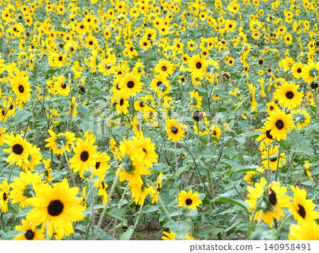 Sunflower fields in Tambara Plateau Sunflower fields in Tambara Plateau 140958491