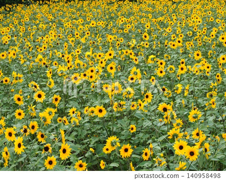 A cluster of yellow sunflowers at Tambara Lavender Park A cluster of yellow sunflowers at Tambara Lavender Park 140958498