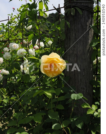 A beautiful vertical composition of yellow roses and white roses blooming on a lattice fence, photographed with a prime lens in a rose garden in Yamaguchi Prefecture in early summer. A beautiful vertical composition of yellow roses and white roses blooming on a lattice fence, photographed with a prime lens in a rose garden in Yamaguchi Prefecture in early summer. 140958540