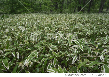 混合林的林下植被覆蓋矮竹。 混合林的林下植被覆蓋矮竹。 140958545