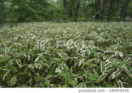混合林的林下植被覆蓋矮竹。 混合林的林下植被覆蓋矮竹。 140958546