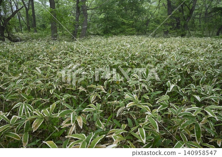 混合林的林下植被覆蓋矮竹。 混合林的林下植被覆蓋矮竹。 140958547