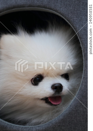 Pomeranian dog relaxing on bed indoors Pomeranian dog relaxing on bed indoors 140958581