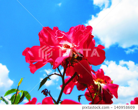 A beautiful scene of bright red climbing roses against a blue sky. A beautiful scene of bright red climbing roses against a blue sky. 140958609