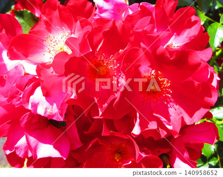A beautiful scene of bright red climbing roses A beautiful scene of bright red climbing roses 140958652
