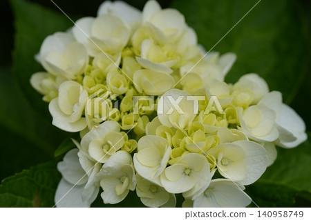 Light-colored hydrangea Light-colored hydrangea 140958749