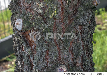 Deeply Fissured Bark of Austrian Pine Tree Deeply Fissured Bark of Austrian Pine Tree 140958802