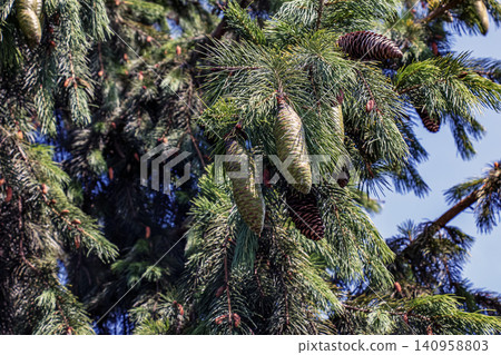 Mature Brown Cones Hanging from Norway Spruce Branch Mature Brown Cones Hanging from Norway Spruce Branch 140958803