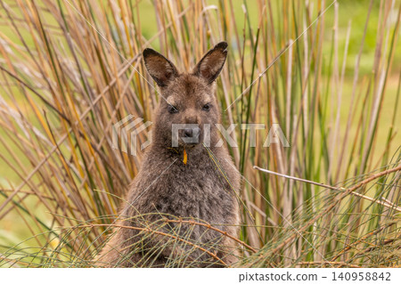 Portrait of a Tasmanian Pademelon , Bruny Island, Tasmania, Australia Portrait of a Tasmanian Pademelon , Bruny Island, Tasmania, Australia 140958842