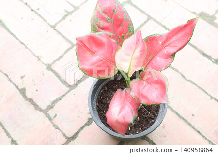 Aglaonema suksom jaipong red, Chinese Evergreen plant Aglaonema suksom jaipong red, Chinese Evergreen plant 140958864