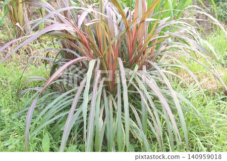 Australian Red Napier also known as Purple Napier Australian Red Napier also known as Purple Napier 140959018