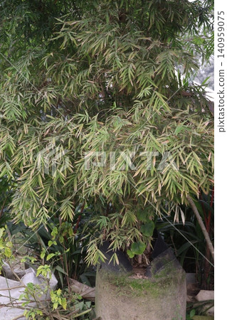 Clumping bamboo is a non invasive plant on pot in farm Clumping bamboo is a non invasive plant on pot in farm 140959075