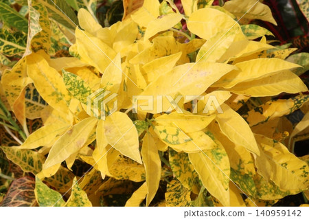 Codiaeum variegatum, Croton, Gold Dust plant, Golden Speckled plant Codiaeum variegatum, Croton, Gold Dust plant, Golden Speckled plant 140959142