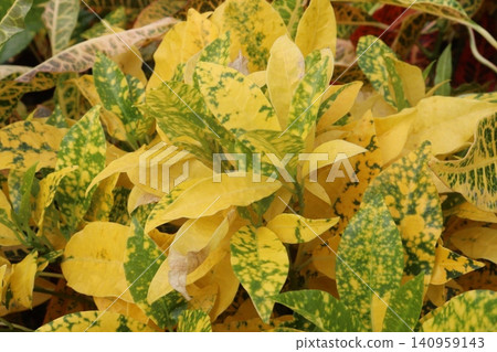 Codiaeum variegatum, Croton, Gold Dust plant, Golden Speckled plant 140959143