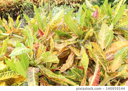 Codiaeum variegatum, Croton, Gold Dust plant, Golden Speckled plant 140959144
