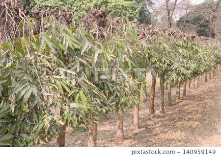 debdaru tree also commonly known by its Monoon longifolium on farm debdaru tree also commonly known by its Monoon longifolium on farm 140959149