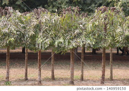 debdaru tree also commonly known by its Monoon longifolium on farm debdaru tree also commonly known by its Monoon longifolium on farm 140959150