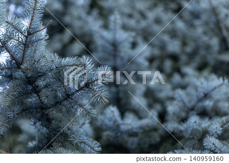 Blue Spruce Branches in Focus with Blurred Coniferous Background Blue Spruce Branches in Focus with Blurred Coniferous Background 140959160