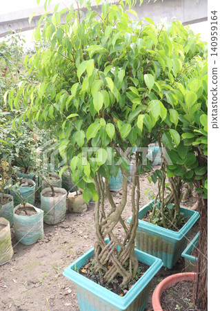 Ficus Benjamina tree plant on farm Ficus Benjamina tree plant on farm 140959164