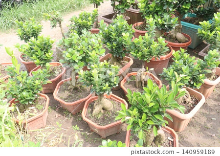 Ficus microcarpa tree plant on farm Ficus microcarpa tree plant on farm 140959189